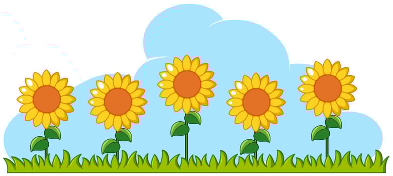 Sunflowers in garden on white background vector