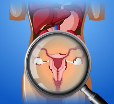 Female Reproductive System with magnifying glass vector