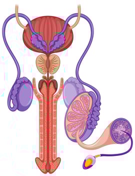 Reproductive system in male vector