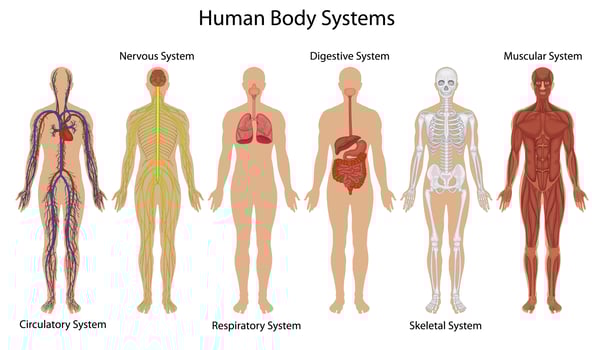 Human body systems vector