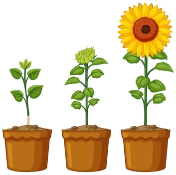 Three pots of sunflower plants vector