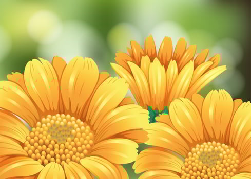 Yellow flowers in garden vector