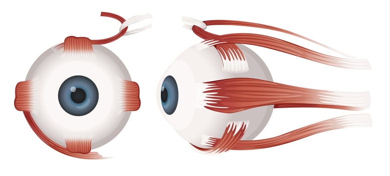 Human eye profiles vector