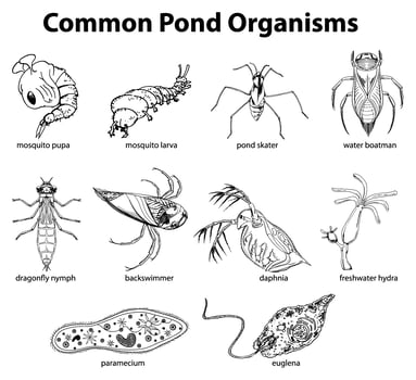 Common pond organisms vector