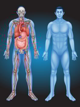 Human anatomy with different organs vector