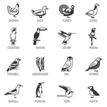 Bird Silhouette Set vector