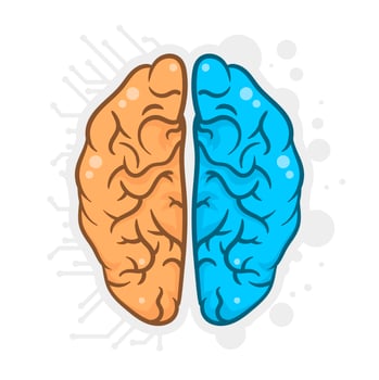 Hand Drawn Human Brain Hemispheres Illustration vector