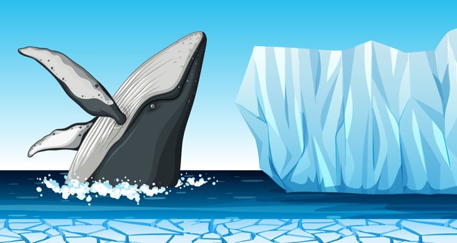 A whale in antarctica vector
