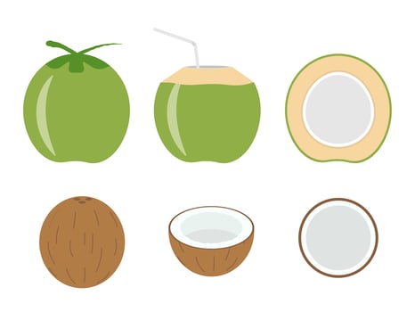 Vector illustration of set fresh coconut isolated on white background
