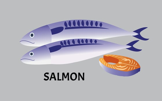 vector illustration of salmon fish isolated on background