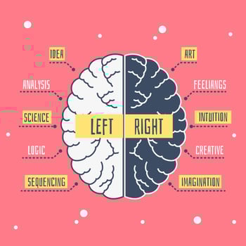 Human Brain Hemispheres Illustration vector
