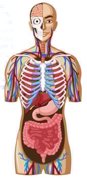 Human anatomy with different systems vector