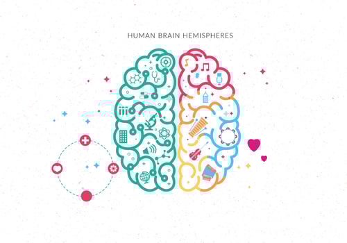 Human Brain Hemispheres Vector
