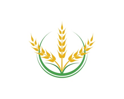 Agriculture wheat vector