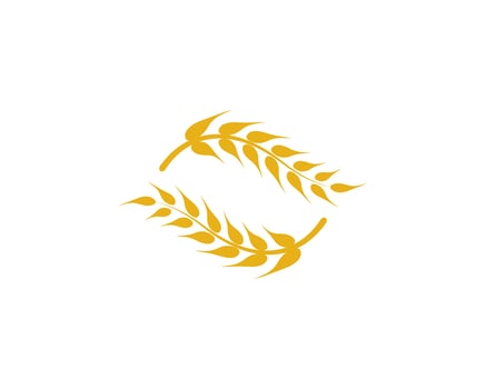 Agriculture wheat vector