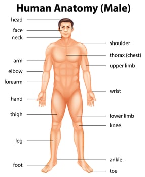 Human body parts vector