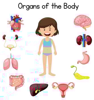 Organs of the body vector