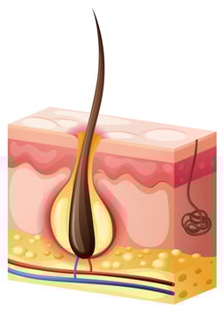 Hair growing from under skin vector
