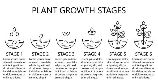 Plant growth stages infographics. Line art icons. Planting instruction template. Linear style illustration isolated on white. Planting fruits, vegetables process.  vector