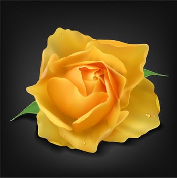 Realistic yellow rose on dark background, Vector Illustration
