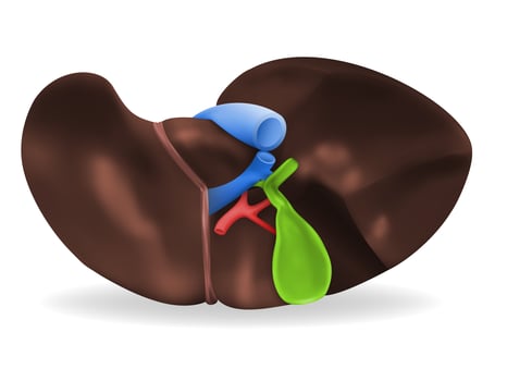 Human liver illustration vector