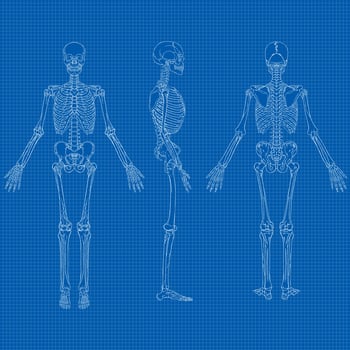 Human Skeleton Blueprint Vector
