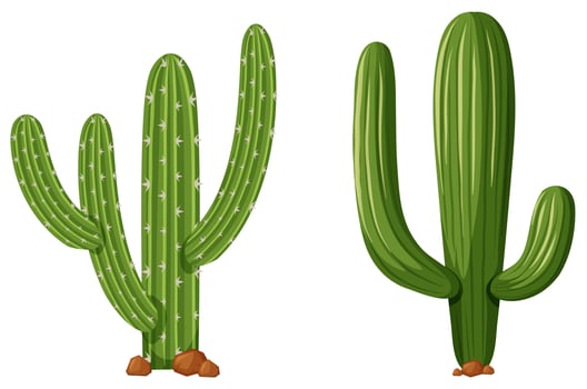 Two types of cactus plants vector