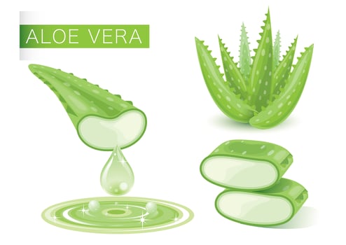 Fresh Green Aloe Vera vector