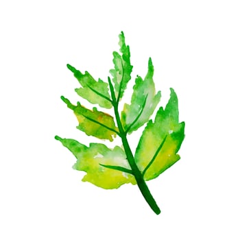 Hand Drawn Watercolor Leaf vector