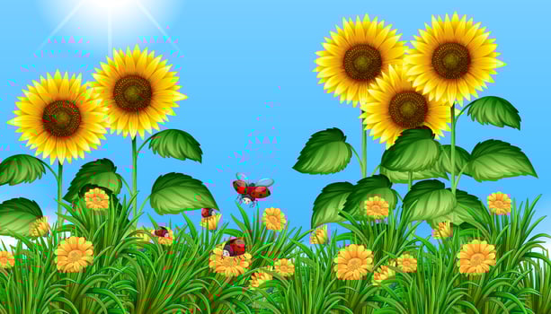 Sunflower field with ladybugs flying vector