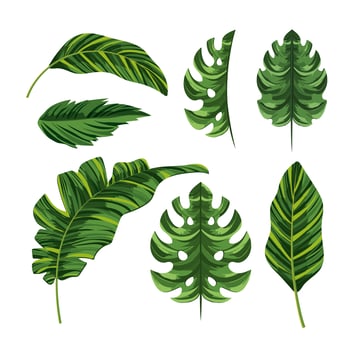 set tropical palm exotic leaves vector