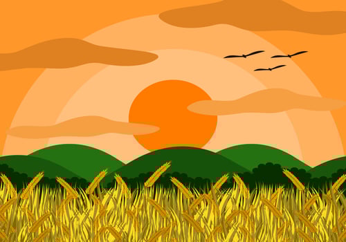 Rice field with rice grains  vector
