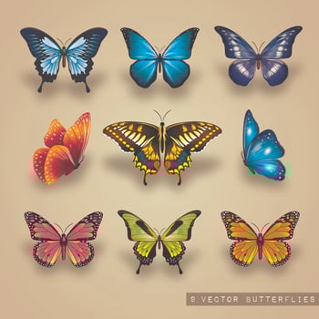 Colorful Vector Butterflies Set
