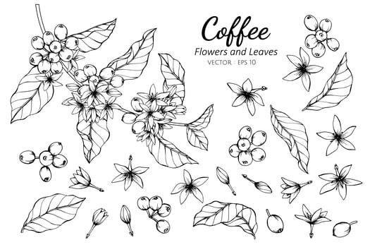 Collection of Coffee Flowers and Leaves vector