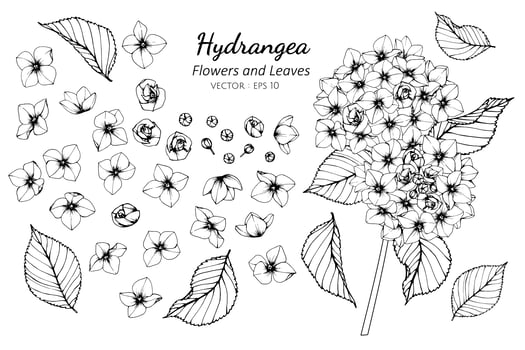 Collection of Hydrangea flowers and leaves vector