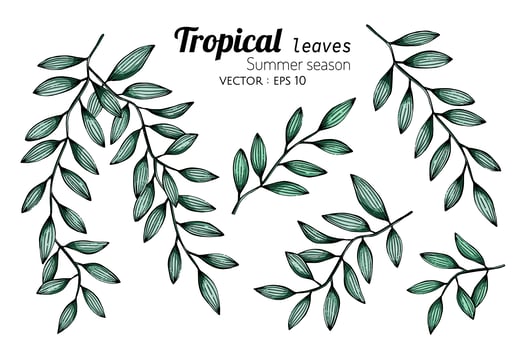 Set of Tropical Botanical Leaves vector