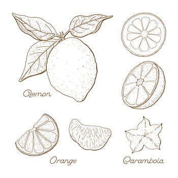 Hand Drawn Citrus Fruit Drawings Set  vector
