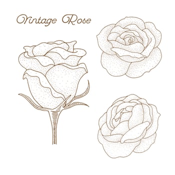 Hand Drawn Vintage Rose Design vector