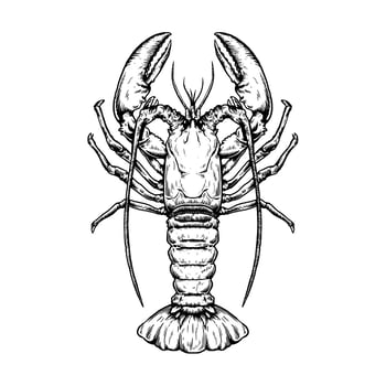 Top down view of vintage hand drawn lobster vector