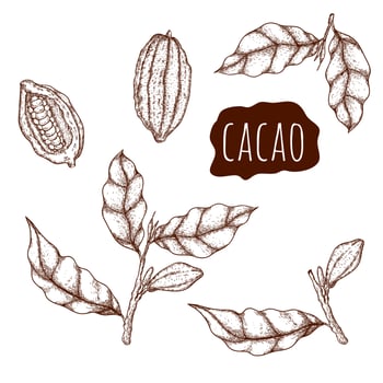 Cacao hand drawn set vector