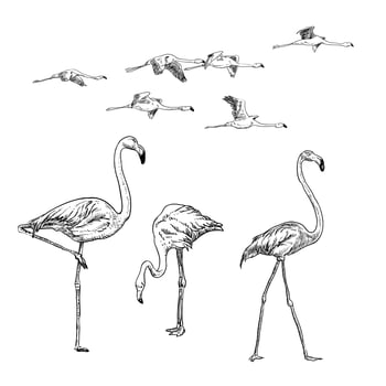Sketch collection of flamingos vector
