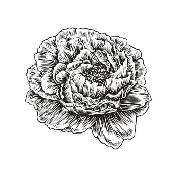 Vintage Hand Drawn Flower Blossom  vector