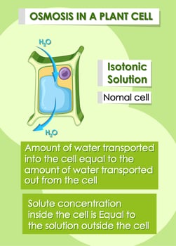 Osmosis in plant cell vector