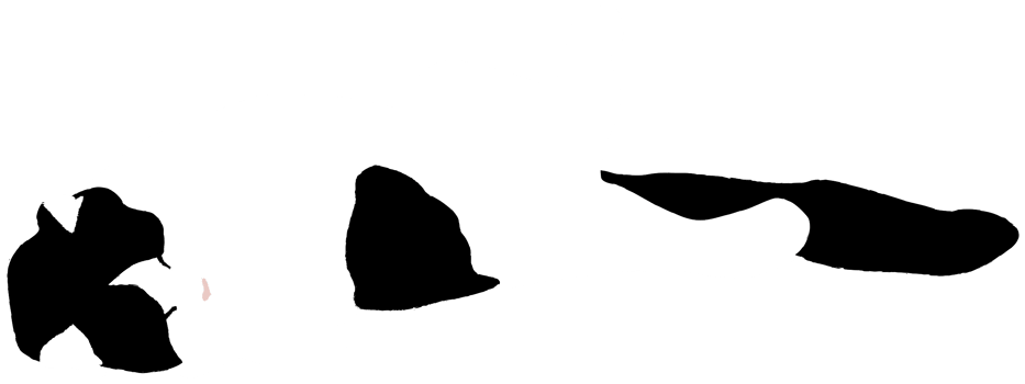 Cat png