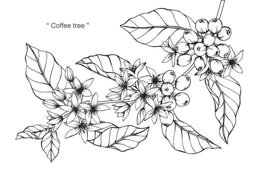 Hand drawn botanical Coffee flower and leaves vector