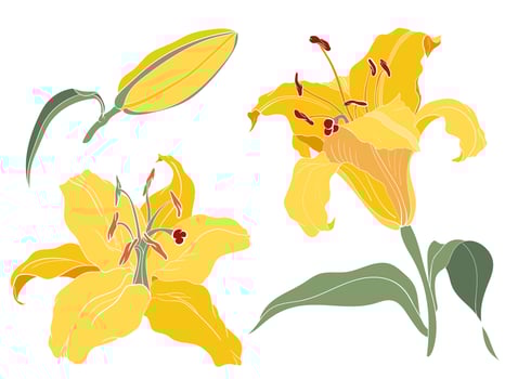 Asian Oriental Lily yellow inflorescence, flower, bud vector