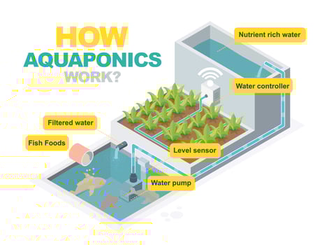 Aquaponics system diagram vector