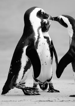 Grayscale of three penguins photo