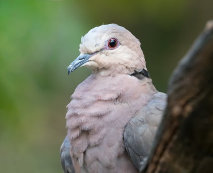 Close-up of red-eyed dove  photo