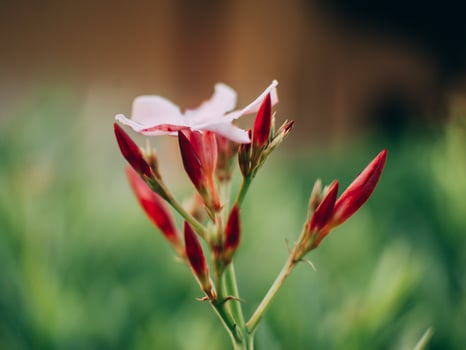 Closeup of pink flower photo